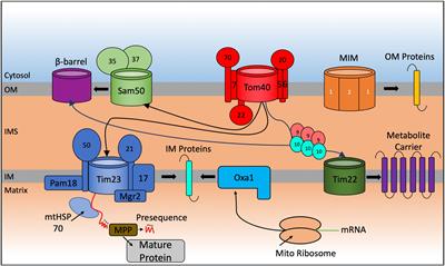 Redox-Mediated Regulation of Mitochondrial Biogenesis, Dynamics, and Respiratory Chain Assembly in Yeast and Human Cells